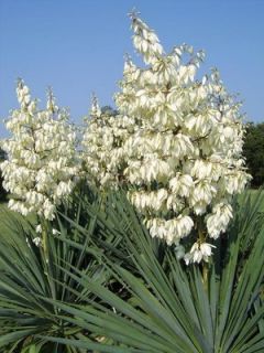 Soaptree Yucca Elata Low Water Cold Hardy Showy Seeds