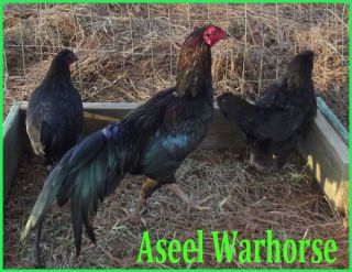 Aseel Warhorse Game Fowl Hatching Eggs 3 1