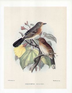 Frederick Frohawk Print Hawaiian Bird Sandwich Islands Flycatcher