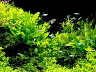 Java Fern x 3 1 Free Live Aquarium Plant Moss Anubias