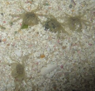  Spider Crab For Freshwater Aquarium algae eating crab