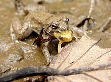 Frog Prince Amphibian Toad Silver Pendants Charms Lot