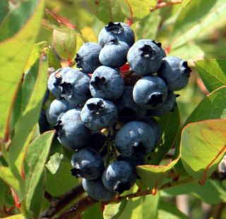  Mid Season Blueberry Fruit Bearing Age Live Plant Zone 4 7 Sale