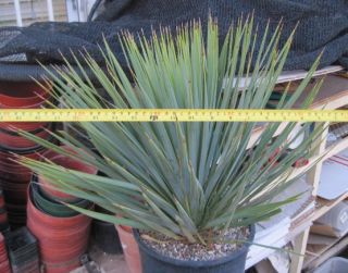 Yucca Rostrata Soft Flexible Blue Leaves Cold Hardy