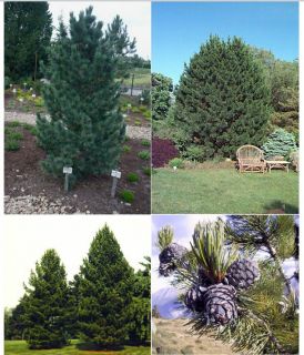 Russian Cedar Siberian Pine Tree Hardy Pinus Cembra Seeds Swiss Stone