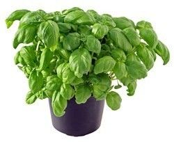 Heirloom Herbs Genovese Basil Best for Pesto 100 Seeds