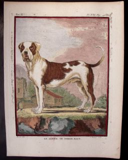 1783 Buffon Dog Dogue de Forte Race Boxer or Mastiff