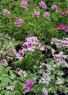 Scented Geraniums   6 different plants   Rose,Peppermint,Pineapple
