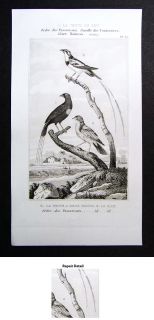 1835 Buffon Bird Print Whydah Viduidae Pape Africa