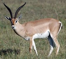 Africa Grants Gazelle Sho Mount Horns Taxidermy Safari