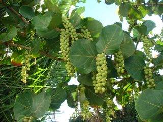 The sea grape can be readily propagated by seeds and by cuttings of