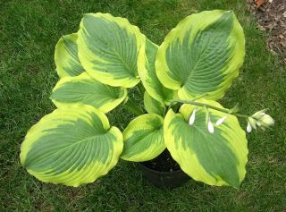 hosta Ocean Isle large blue green leaves with an exceptional wide gold