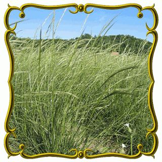 lb Green Needle Grass Bulk Wild Grass Seeds