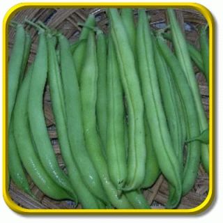 Provider Jumbo Green Bean Seed Packet 160