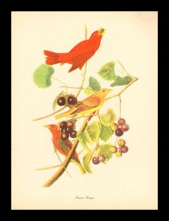 Vintage Audubon Birds of America Summer Tanager Commentary by Tory