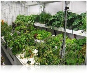 CO2 System for advance Greenhouse