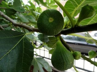  Brooklyn Italian Fruit Fig Tree Cuttings Grow Your Own Plant