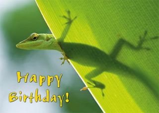 Greeting Cards Hawaiian Happy Birthday Hawaii Gecko