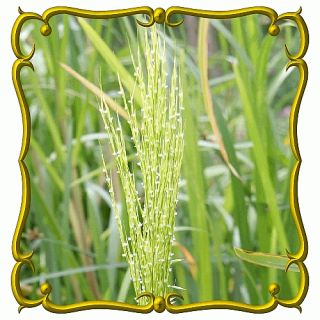 oz Wild Rice Bulk Wild Grass Seeds