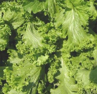 Curly Mustard Greens Open Pollinated Vegetable 500 Seeds Free Gift
