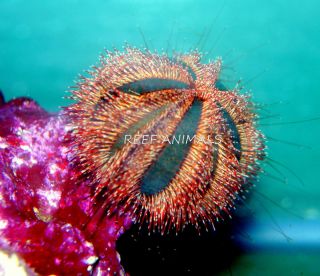  Urchin (Mespilia sp.)live saltwater invertebrate coral algae grazer