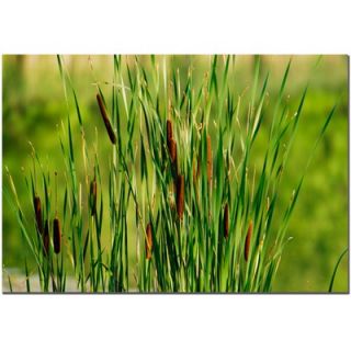 Trademark Global Prairy Grass III by Kurt Shaffer, Canvas Art   22 x
