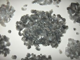 600 African Grey Parrot Bird Feathers Macaw Craft Art Fly Tying Earing