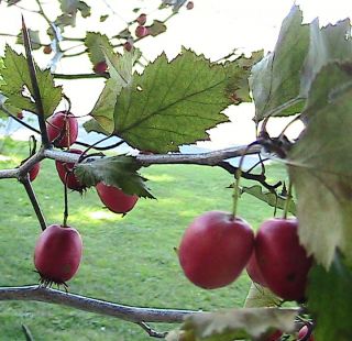 Fireberry Hawthorn Tree Seeds Red Berries Attract Songbirds