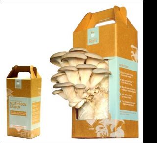 Back to The Roots Grow at Home Gourmet Pearl Oyster Mushroom Kit