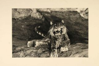 1893 Print Tiger Big Cat Cave Adolf Menzel VERY NICE   ORIGINAL