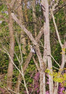 Blue Heron Bird Lake Art Photography Digital Picture Spring Woods