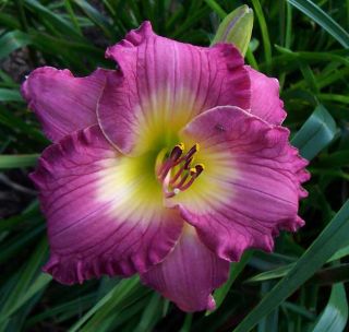 SARAH HAWES   DF   B4D   Selman 2006   DAYLILY