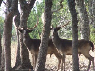 TROPHY FALLOW BUCK HUNT IN TEXAS HILL COUNTRY