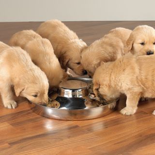  Puppy Litter Feeder 11 Multi Dog Food Pet Dish Kennel Bowl