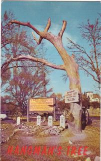 tree boot hill dodge city colourpicture boston writing on backside yes