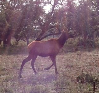 CULL ELK BULL MEAT HUNT IN TEXAS HILL COUNTRY