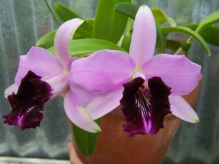 Laelia Dayana Harford Am AOS Orchid Plant Species Cattleya Division