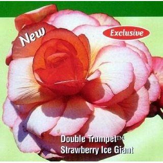 Strawberry Ice Giant Double Trumpet Begonia 2 Bulbs