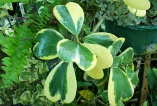 Variegated Sweetheart Hoya Kerrii Succulent House Plant