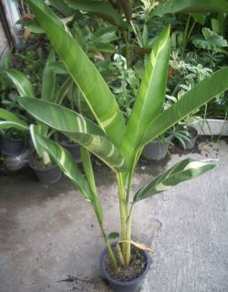  Psittacorum Variegated Plant Free Phytosanitary Certificate