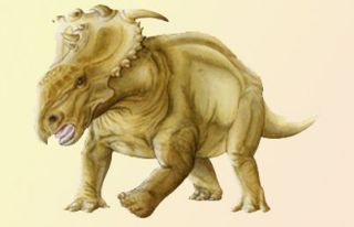 The extinct, heavily armored and horned dinosaur Pachyrhinosaurus, a