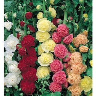 Fully Double Flowers Hollyhock Chaters Double MixSeed