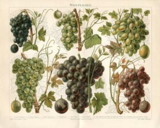 1894 Grape Wine Grapes Red White Antique Chromolithograph Print