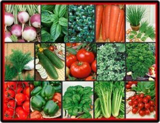 Vegetable Herb Garden Lot Over 2 570 Fresh Seeds 15 Varieties Non GMO