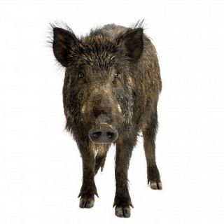 Blitzkrieg Game Calls Hog Lure Bait Boar Hog Hunt Wild Boar