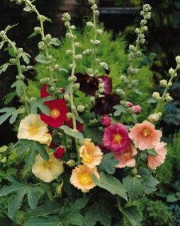 alcea ficifolia single seeds perennial approx 50 seeds per package