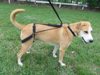 No Pulling Jumping Horgan Dog Harness First Back Leg Harness Invented