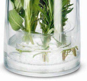 New Fresh Herb Mint Basil Thyme Food Storage Keeper 
