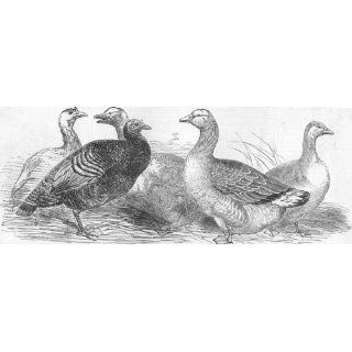BIRDS American Turkeys 1st prize; Grey Geese , antique