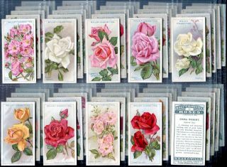 Tobacco Card Set WD HO Wills Roses Garden Rose Types 1926